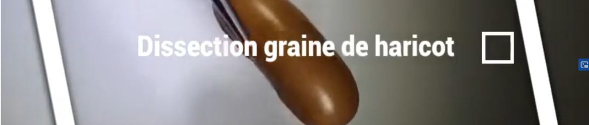 dissection graine