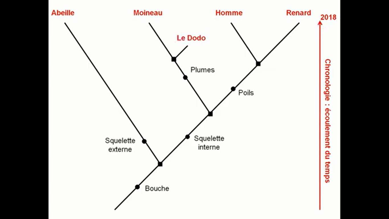 Comment construire un arbre de parenté ? – Les Sciences de la Vie et de